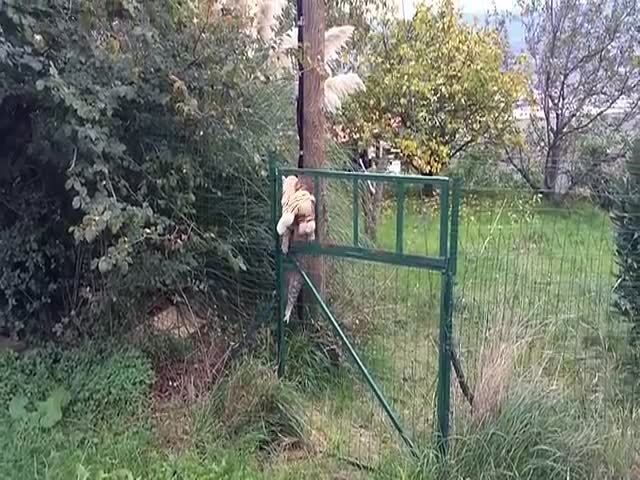 #